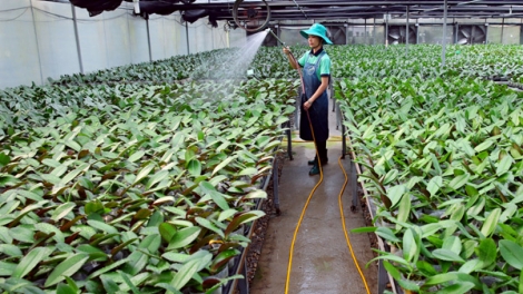 Tháo gỡ những rào cản cho doanh nghiệp đầu tư vào nông nghiệp (25/7/2019)