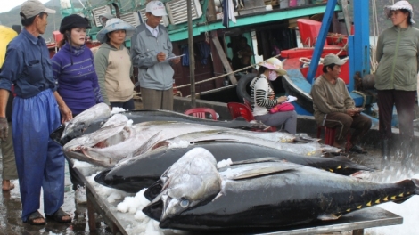 Ứng dụng công nghệ bảo quản thủy hải sản giúp đánh bắt xa bờ (13/7/2019)