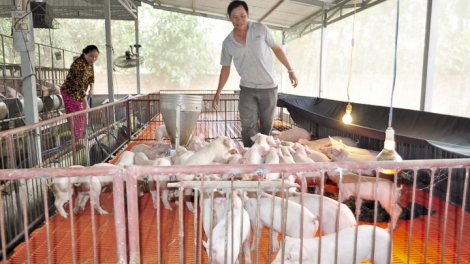 Những giải pháp phát triển chăn nuôi lợn bền vững (4/7/2019)