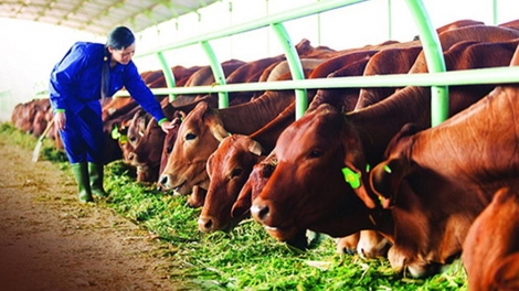 Đẩy mạnh ứng dụng khoa học công nghệ trong chăn nuôi, thích ứng biến đổi khí hậu - Bài học kinh nghiệm của Bình Định (14/8/2019)