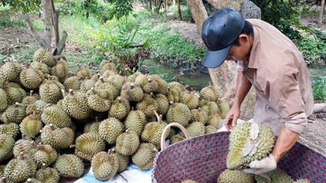 Giá sầu riêng giảm và nỗi lo của người nông dân (29/8/2019)