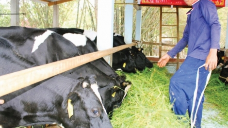 Chăn nuôi áp dụng công nghệ vi sinh thích ứng biến đổi khí hậu (28/8/2019)
