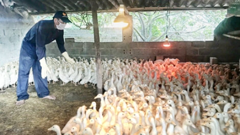 Nâng cao chất lượng con giống góp phần phòng chống bệnh cúm gia cầm (30/8/2019)