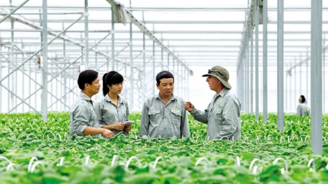 Động lực nào thúc đẩy Hợp tác xã nông nghiệp phát triển bứt phá (3/8/2019)