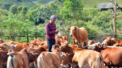 Giải pháp phát triển chăn nuôi đại gia súc các tỉnh miền núi phía Bắc (13/8/2019)