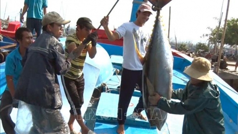 Đẩy mạnh tuyên truyền về khai thác thủy sản theo nội dung khuyến cáo IUU của Ủy ban Châu Âu (12/8/2019)