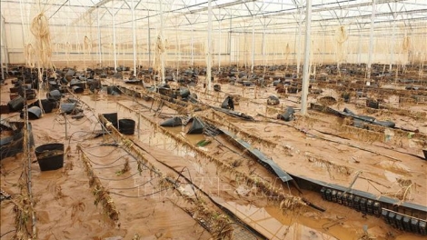 Khắc phục thẻ vàng IUU và diện mạo mới cho nghề cá Việt Nam. (14/8/2019)