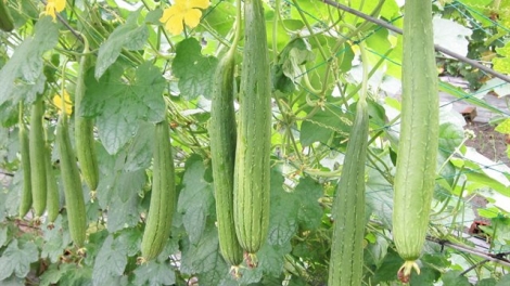 Kỹ thuật trồng mướp cho năng suất cao (16/8/2019)