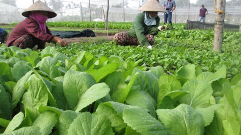 Sử dụng phân bón hữu cơ để có nền nông nghiệp an toàn (29/8/2019)