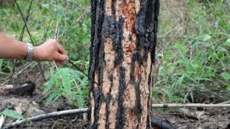 THỜI SỰ 12H TRƯA 15/8/2019: Đã phát hiện ra kẻ chủ mưu đầu độc hàng nghìn mét vuông thông rừng ở Bảo Lâm, Lâm Đồng.