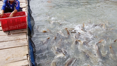 Nuôi thủy sản trên biển, tiềm năng nhiều, thách thức lớn (23/8/2019)