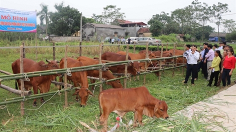 Kinh nghiệm nâng cao chất lượng đàn bò thịt (6/9/2019)