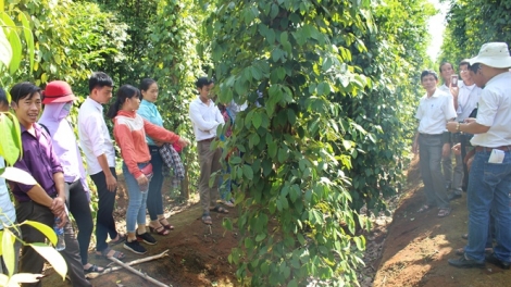 Hướng dẫn phòng chống bệnh hại cho cây hồ tiêu (24/9/2019)