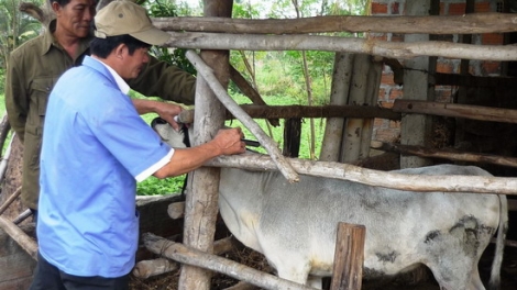 Bảo vệ đàn gia súc gia cầm mùa mưa bão (10/9/2019)