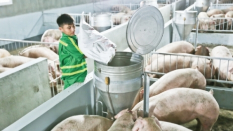 Chăn nuôi an toàn sinh học – giải pháp ổn định nguồn cung thịt cuối năm và phát triển chăn nuôi bền vững (23/9/2019)