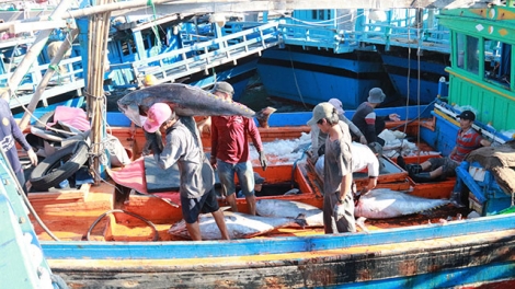 Các địa phương triển khai thực hiện Luật thủy sản 2017 (16/9/2019)