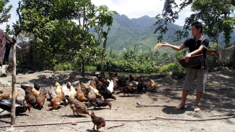 Tuyên truyền nâng cao nhận thức người chăn nuôi trong phòng chống cúm gia cầm (26/9/2019)