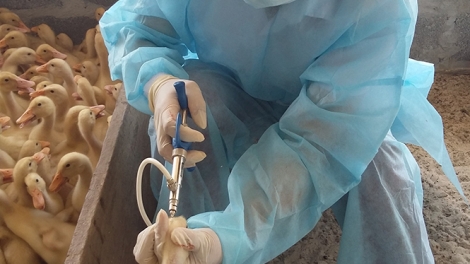 Thực hiện phòng ngừa từ xa để phòng chống cúm gia cầm (12/9/2019)