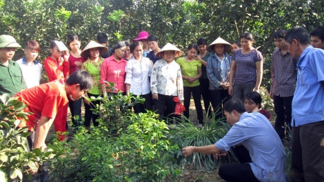 Khuyến nông với công tác đào tạo nghề: Hiệu quả nhờ liên kết cung cầu (18/9/2019)