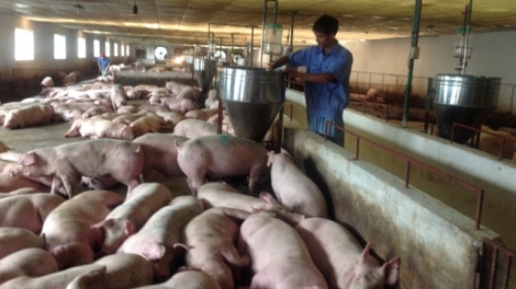 Cần cẩn trọng khi tái đàn lợn (11/9/2019)