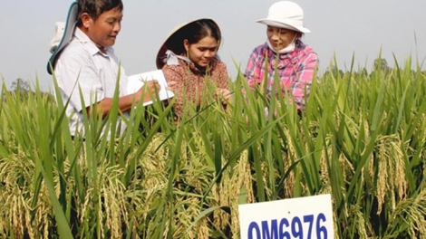 Nâng cao thu nhập với lúa thích ứng biến đổi khí hậu (20/9/2019)