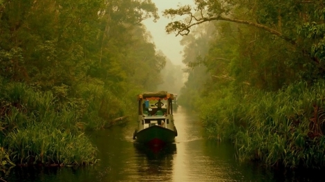 Indonesia chuyển thủ đô có thể gây khủng hoảng mới đối với môi trường sinh thái trên đảo Borneo (10/9/2019)