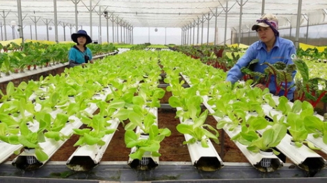 Cần nhân rộng mô hình hợp tác xã ứng dụng khoa học kỹ thuật - công nghệ để phát triển chuỗi liên kết (21/9/2019)