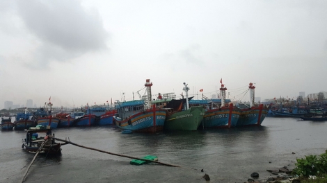 Những điều cần biết về bệnh cúm gia cầm và biện pháp bảo vệ đàn vật nuôi (7/9/2019)