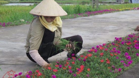 Công tác bảo vệ môi trường ở vùng nông thôn (2/9/2019)