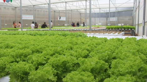 Nông nghiệp công nghệ cao thay đổi từ tư duy sản xuất (28/9/2019)