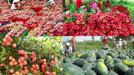 Để nông sản Việt đi theo tín hiệu của thị trường (17/9/2019)