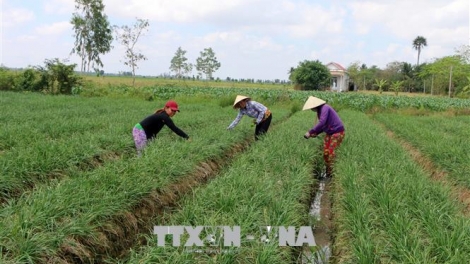 Chuyển đổi cơ cấu cây trồng thích ứng với biến đổi khí hậu (22/1/2020)