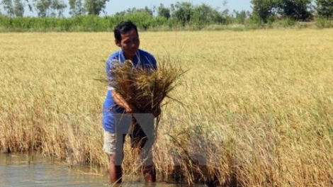 Xâm nhập mặn diễn biến phức tạp - các tỉnh đồng bằng sông Cửu Long “gồng mình” ứng phó hạn mặn (13/1/2020)