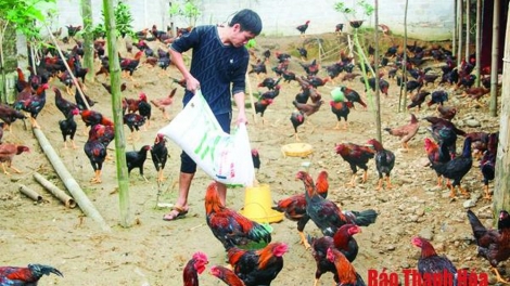 Chăn nuôi an toàn sinh học, nâng cao giá trị kinh tế (20/1/2020)