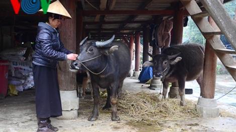 Chăm sóc gia súc ngày giá rét (2/1/2020)