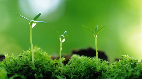 Ươm mầm xanh (29/1/2020)