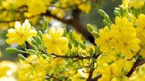 Mùa xuân và những ước vọng (25/1/2020)