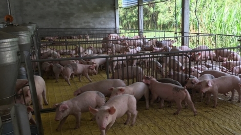 Triển khai sản xuất, chăn nuôi an toàn dịch bệnh những tháng đầu năm 2020 (3/1/2020)