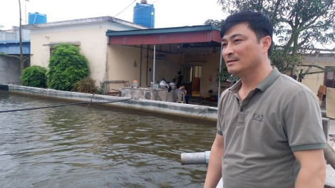 “Vua cá vược" Trương Văn Trị ở Thái Bình với quá trình vượt khó thời Covid-19 (23/10/2020)