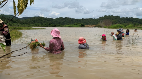 Đắk Lắk: Chủ động ứng phó với mưa lũ cho hàng nghìn người mắc kẹt ở vùng lòng hồ Krông Pách thượng (7/10/2020)