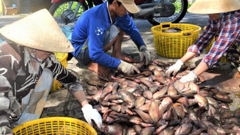 Người dân “thủ phủ cá bổi” Cà Mau gặp khó vì giá giảm (2/10/2020)