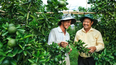 Bình Dương: “Trái ngọt” từ Chính sách khuyến khích doanh nghiệp đầu tư vào nông nghiệp công nghệ cao (9/10/2020)