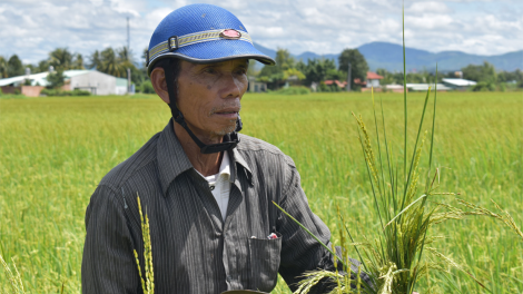 Kon Tum: Hàng chục hộ dân thất thu vì "lúa ma" (7/10/2020)