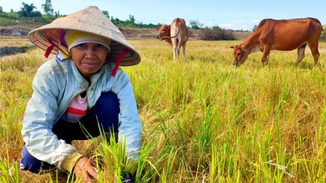 Sinh kế bền vững cho phụ nữ và thanh niên trong bối cảnh biến đổi khí hậu ở lưu vực sông Srêpôk (1/10/2020)