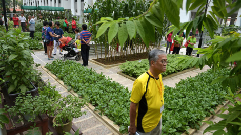 Xu hướng "vườn rau cộng đồng" tại Singapore (5/11/2020)