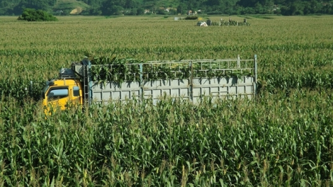 Trồng ngô sinh khối làm thức ăn chăn nuôi - triển vọng phát triển (10/11/2020)