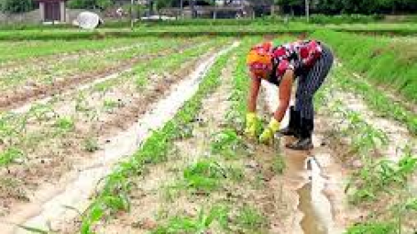 Biện pháp khôi phục sản xuất vụ đông sau lũ lụt (06/11/2020)