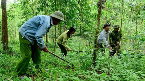 Bảo vệ rừng để giảm nhẹ thiên tai và biến đổi khí hậu (13/11/2020)