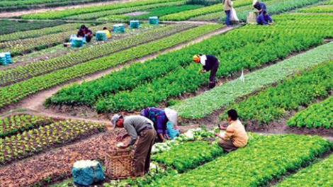 Đẩy mạnh chuỗi liên kết sản xuất tạo bước đột phá cho nông sản chất lượng cao (Ngày 24/11/2020)