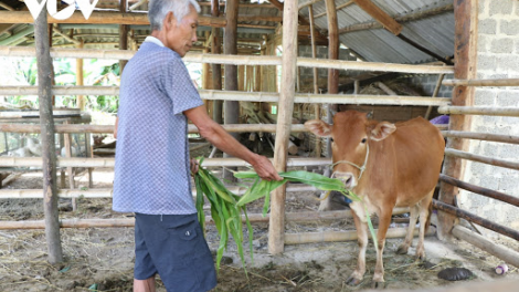 Làm rõ câu chuyện “nhận bò thêm lo” ở Điện Biên (2/11/2020)